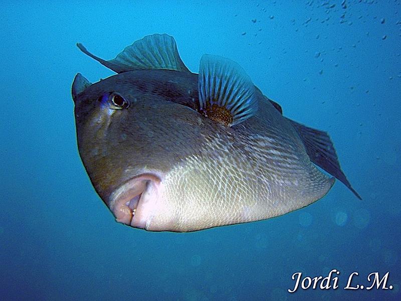 Gallo oceanico ( Canthidermis suffamen ).jpg